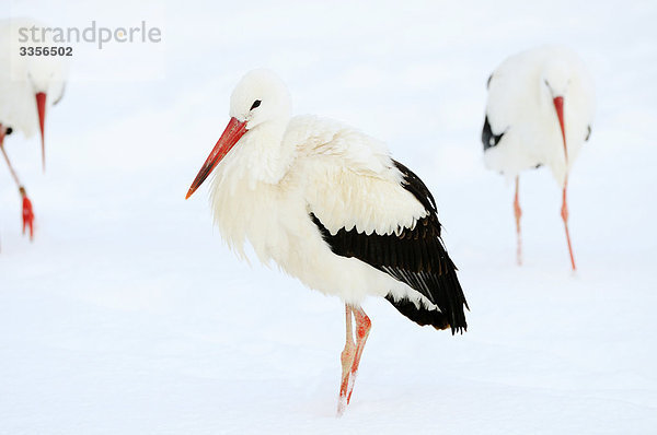 Drei Weißstörche (Ciconia ciconia) im Schnee