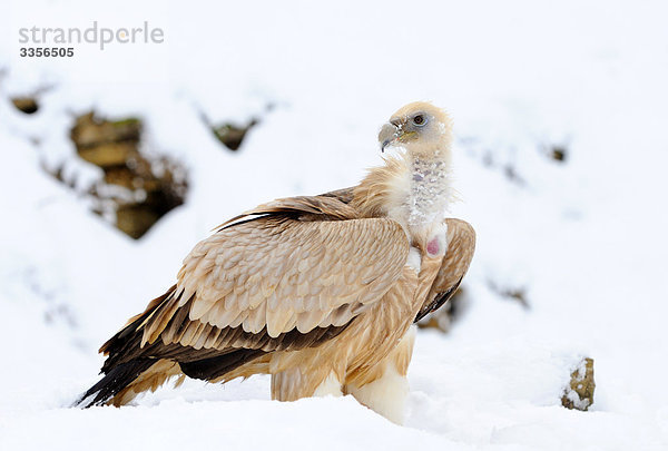 Gänsegeier (Gyps fulvus) im Schnee  Bayern  Deutschland