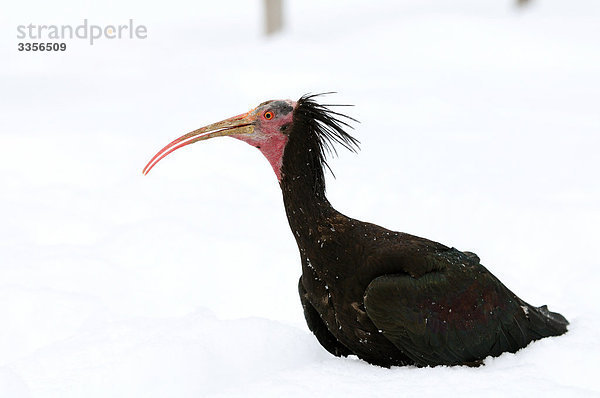 Waldrapp (Geronticus eremita) im Schnee  Seitenansicht