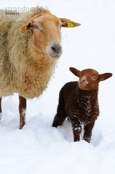 Schaf (Ovis aries) mit Lamm im Schnee