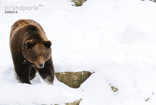 Braunbär (Ursus arctos) im Schnee  Bayern  Deutschland  Erhöhte Ansicht