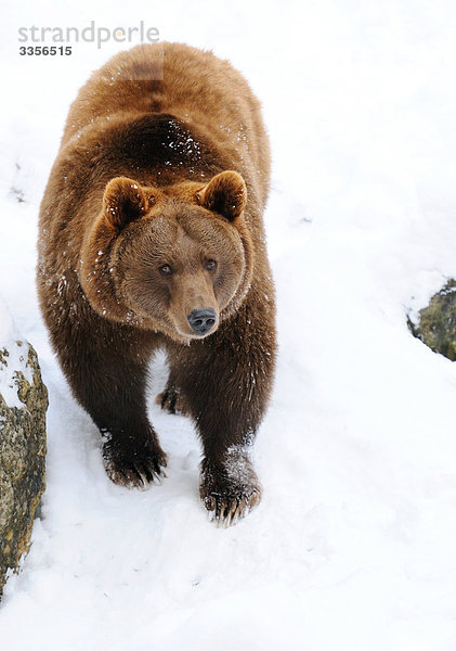 Braunbär (Ursus arctos) im Schnee  Bayern  Deutschland  Erhöhte Ansicht