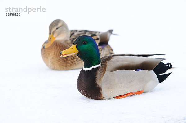 Zwei Stockenten (Anas platyrhynchos) im Schnee sitzend  Bayern  Deutschland