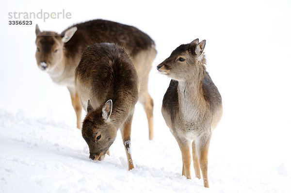 Damhirsche (Cervus dama) im Schnee  Bayern  Deutschland