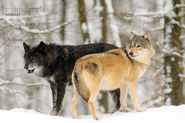 Zwei Europäische Wölfe (Canis lupus lupus)  Bayern  Deutschland  Seitenansicht