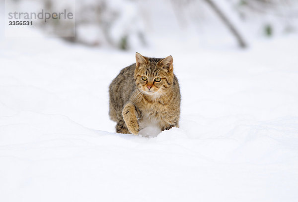 Wildkatze (Felis silvestris) im Schnee  Bayern  Deutschland  Frontalansicht