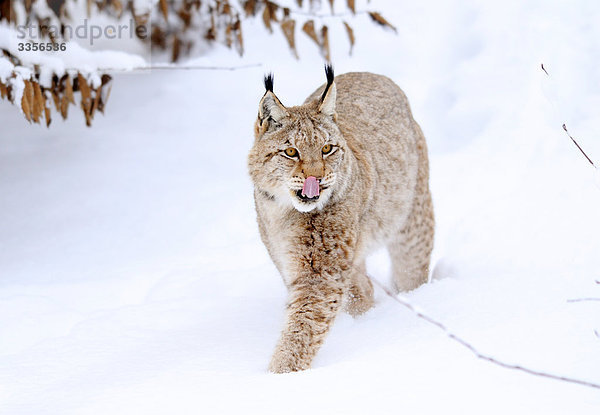 Luchs (Lynx lynx) im Schnee  Bayern  Deutschland