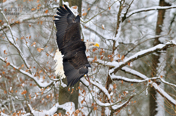 Weißkopfseeadler (Haliaeetus leucocephalus) im Flug  Bayern  Deutschland