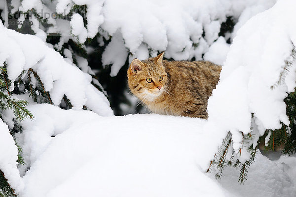 Wildkatze (Felis silvestris) zwischen schneebedeckten Ästen  Bayern  Deutschland