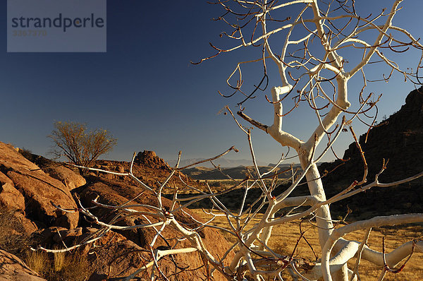 Felsbrocken  Berg  Baum  Natur  Namibia  Afrika  Damaraland