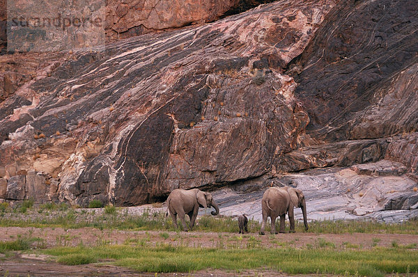 Wüste Elefant  Loxodonta Africana Africana  Hoarusib River  in der Nähe von Purros  Kaokoland  Region Kunene  Namibia Afrika  Young  Baby  Elefant  Erwachsene  Rock  Berg  Natur
