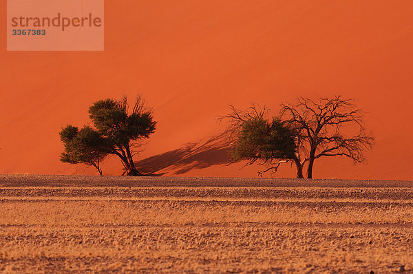 Dune 45  Sanddünen  Sossusvlei  Namib Naukluft Park  Hardap Region  Namibia  Afrika  Wüste  Landschaft  Landschaften  Bäume  Natur