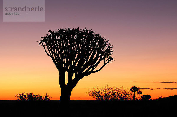 Quiver Tree Wald  Aloe Dichotoma  Köcher Bäume  Keetmanshoop  Karas Region  Namibia  Afrika  Landschaft  Landschaften  Natur  Abenddämmerung  Silhouetten  Kontur  Sonnenuntergang  Himmel