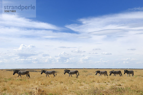Zebra  Equus Burchelli  Etosha National Park  Kunene Region  Namibia  Afrika  Tier  Tiere  Fauna  Gruppe  Herde  Savanne  Grünland  Landschaft  Natur  Himmel  Horizont  plain