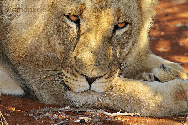 Männlichen Löwen  Leo Panthera  Garonga Safari Camp  größere Makalali Conservancy  Limpopo  Südafrika  Lügen  portrait