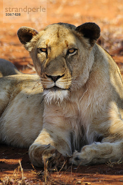 Weiblichen Löwen  Leo Panthera  Garonga Safari Camp  größere Makalali Conservancy  Limpopo  Südafrika  Lügen  portrait