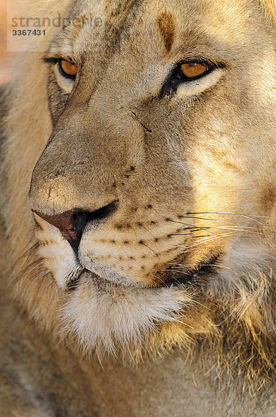 Männlichen Löwen  Leo Panthera  Garonga Safari Camp  größere Makalali Conservancy  Limpopo  Südafrika  Lügen  Porträt  Gesicht