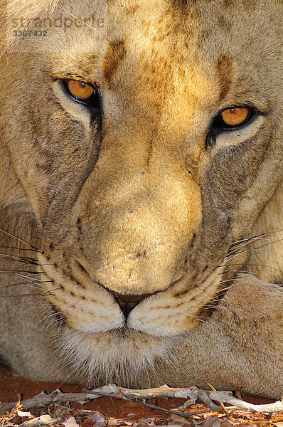 Männlichen Löwen  Leo Panthera  Garonga Safari Camp  größere Makalali Conservancy  Limpopo  Südafrika  Lügen  Porträt  Gesicht