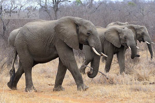 Elefant  Loxodonta Africana Africana  Garonga Safari Camp  größere Makalali Conservancy  Limpopo  Südafrika  Elefanten  Herde  Gruppe  Tiere