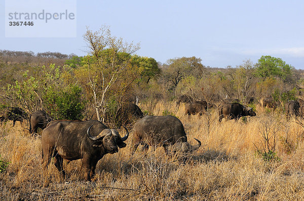 Afrikanischer Büffel  Syncerus Caffer  Ulusaba Sir Richard Branson's Private Game Reserve  Sabi Sands Game Reserve  Mpumalanga  Südafrika  Büffel  Herde  Tiere  Savanne
