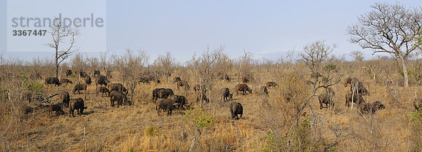 Afrikanischer Büffel  Syncerus Caffer  Ulusaba Sir Richard Branson's Private Game Reserve  Sabi Sands Game Reserve  Mpumalanga  Südafrika  Büffel  Herde  Tiere  Savanne  Landschaft  Landschaften