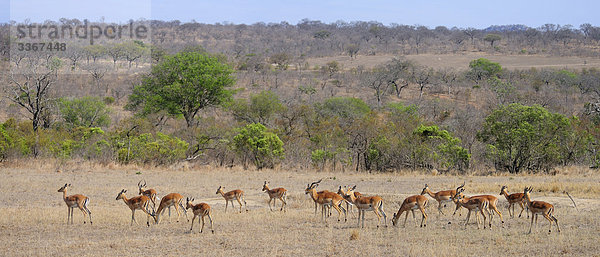 Panorama  Herde des Impala  Aepyceros Melampus  Ulusaba Sir Richard Branson's Private Game Reserve  Sabi Sands Game Reserve  Mpumalanga  Südafrika  Impalas  Antilopen  Tiere  Savanne  Landschaft  Landschaften