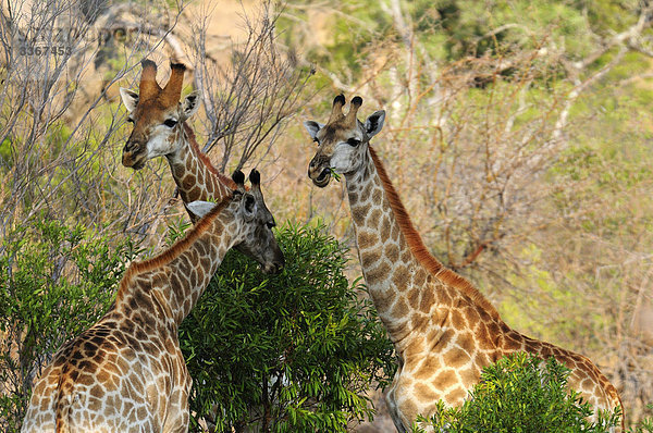 Giraffe  Camelopardus  Ulusaba Sir Richard Branson's Private Game Reserve  Sabi Sands Game Reserve  Mpumalanga  Südafrika  drei  Gruppe