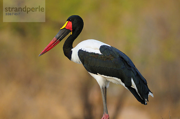 Südliches Afrika  Südafrika  Tier  Natur  Vogel  1  Storch
