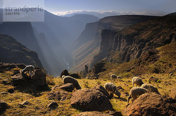Schaf  in der Nähe von Semonkong  Lesotho  Südafrika  Herde  Felsbrocken  Canyon  Berg  Gebirge  Landschaft  Landschaft  Natur