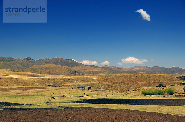 Felder  in der Nähe von Semonkong  Lesotho  Südafrika  Landschaft  Hütten  Pferde  Schafe  Feld  Berg  Gebirge  Highland  barren
