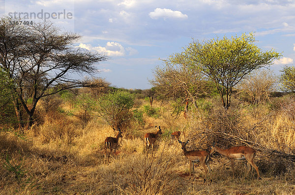 Südliches Afrika  Südafrika  Impala  Aepyceros melampus  Landschaft  Tier  ungestüm  Nordwest