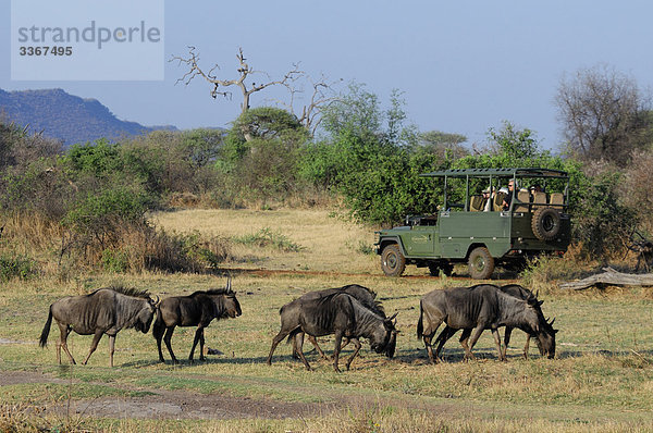 Südliches Afrika  Südafrika  Mensch  Menschen  Auto  Verkehr  Herde  Herdentier  Tourist  Natur  Safari  Wildtier  Nordwest