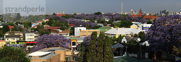 Johannesburg  Gauteng  Südafrika  Telkom Joburg Tower  Jacaranda Bäume  Blüte  Blüte  Dächer  übersehen  Übersicht  grün  Gärten  Stadt