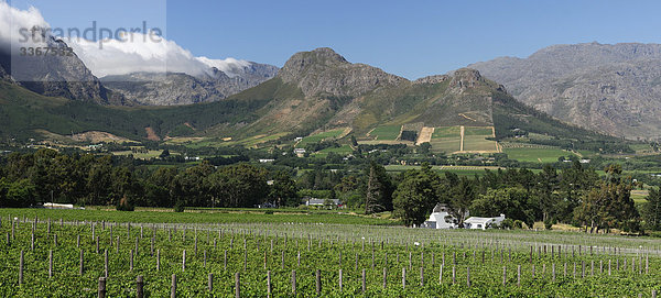 Südliches Afrika Südafrika Berg Landschaft Gebäude Weinberg Weinstock Western Cape Westkap