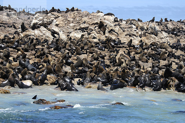 Cape Seebär  Arctocephalus Pusillus  Dyer Island  Walker Bay  Gansbaai  Western Cape  Südafrika  Dichtungen  Kolonie  Meer  Ozean  Wasser  Küste  Felsen  rock