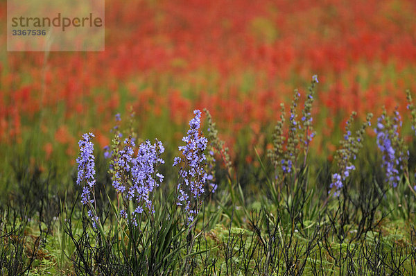 Blumen  Wiese  bei Hottentotten Holland Nature Reserve  Western Cape  Südafrika  Blüte  Blüte  Natur  detail