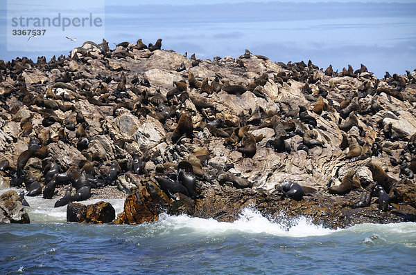Cape Seebär  Arctocephalus Pusillus  Dyer Island  Walker Bay  Gansbaai  Western Cape  Südafrika  Dichtungen  Kolonie  Meer  Ozean  Wasser  Küste  Felsen  rock