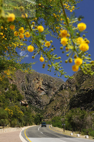 Schlucht  bei Meiringspoort  Route N12  in der Nähe von De Rust  Swartberg Nature Reserve  Western Cape  Südafrika  Canyon  Natur  Landschaft  Landschaft  Berg  Gebirge  Road  Felsen  Rock  Verkehr  Auto  Blüte  Blüte  Blumen