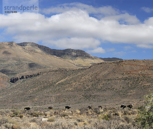 Strauß  Struthio Camelus  Karoo-Nationalpark  Beaufort West  Western Cape  Südafrika  Strauße  Vögel  Tiere  Grünland  Gebirge  Landschaft  Natur