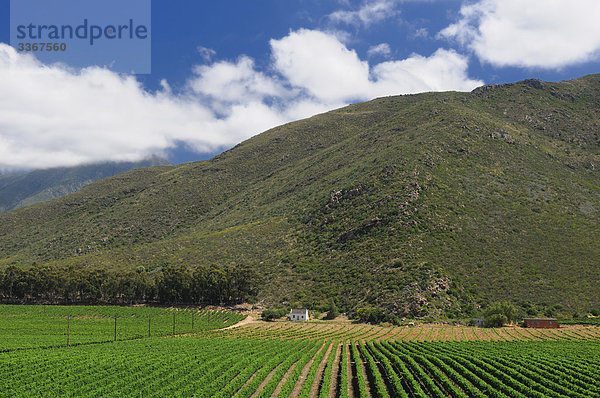 Ashton  Western Cape  Südafrika  Weingarten  Weinberge  Wein Region  Landschaft  Berg  Gebirge  Landwirtschaft