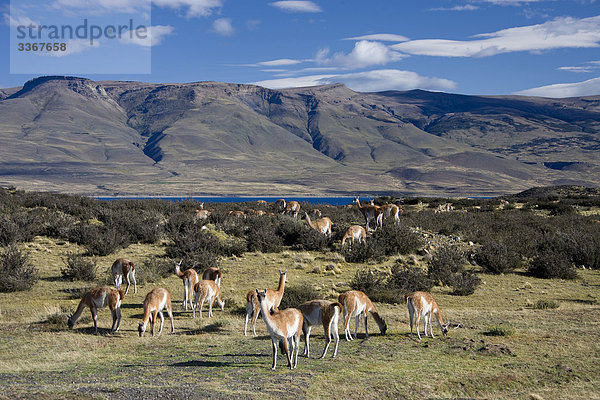 Chile  Südamerika  Herde März 2009  chilenische Patagonien  Torres del Paine National Park  Landschaft  Landschaften  Natur  Berge  Guanakos  Tiere