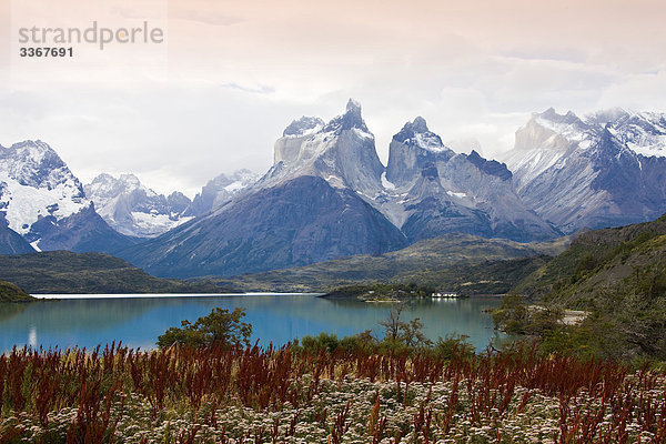 Chile  Südamerika  März 2009  chilenische Patagonien  Torres del Paine National Park  Landschaft  Landschaften  Natur  Berge  Cuernos del Paine  Pehoe See  Blüte  Blumen