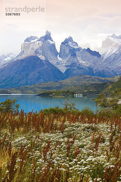 Chile  Südamerika  März 2009  chilenische Patagonien  Torres del Paine National Park  Landschaft  Landschaften  Natur  Berge  Cuernos del Paine  Pehoe See  Blüte  Blumen