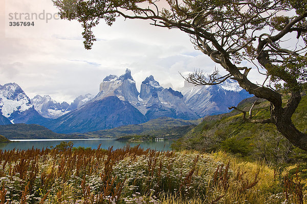 Chile  Südamerika  März 2009  chilenische Patagonien  Torres del Paine National Park  Landschaft  Landschaften  Natur  Berge  Cuernos del Paine  Pehoe See  Blüte  Blumen