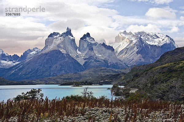 Chile  Südamerika  März 2009  chilenische Patagonien  Torres del Paine National Park  Landschaft  Landschaften  Natur  Berge  Cuernos del Paine  Pehoe See  Blüte  Blumen