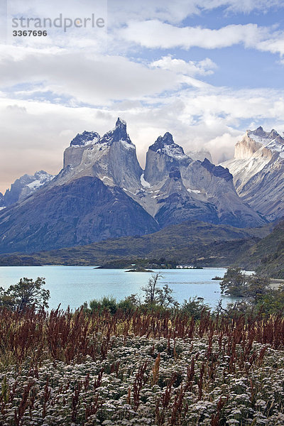 Chile  Südamerika  März 2009  chilenische Patagonien  Torres del Paine National Park  Landschaft  Landschaften  Natur  Berge  Cuernos del Paine  Pehoe See  Blüte  Blumen