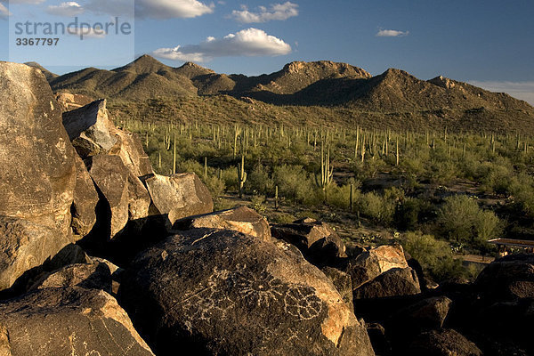 Alte Petroglyphen  Saguaro-Nationalpark  West-Einheit  Arizona  USA  Nordamerika  Landschaft  Landschaften  Kaktus  Kakteen  Natur  Felsen  Rock  Wüste  Schnitzereien und Felsbrocken