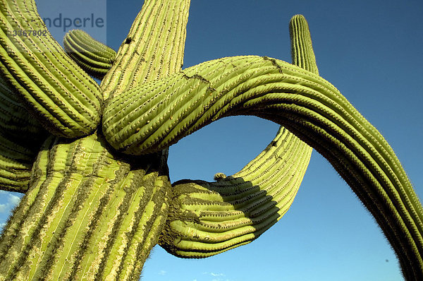 Saguaro-Nationalpark  West-Einheit  Arizona  USA  Nordamerika  Landschaft  Landschaften  Kaktus  Kakteen  Natur  Detail  Nahaufnahme  sky