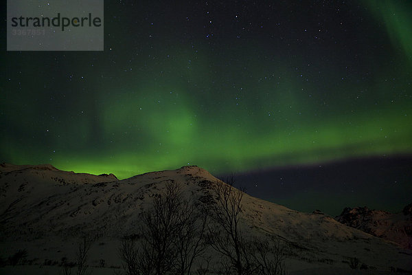 Henrikvikdalen  Norwegen  Skandinavien  polar Licht  natürliche Phänomen  Aurora  Himmel  dunkel  scenic  Lichter  Norden Licht  Bäume Winternacht  Sterne  Gebirge  Schnee
