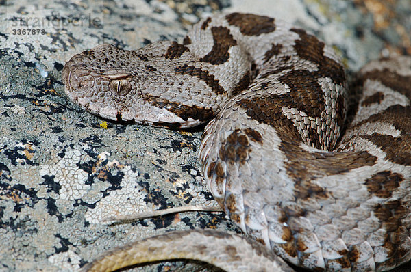 Waage - Messgerät Portrait grau Schutz Gefahr Tier Wildtier Reptilie Viper Viperidae Schlange Gift Anatolien braun Griechenland Natter
